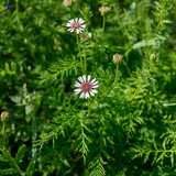 Common Cumin Seeds, Rich in antioxidant