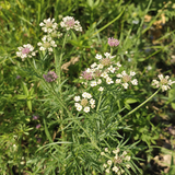 Common Cumin Seeds, Rich in antioxidant