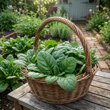 Dallas Spinach Seeds, Untreated, Vitamin A,C, K1, Smoothies, salads, For cooking, container garden