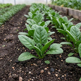 Dallas Spinach Seeds, Untreated, Vitamin A,C, K1, Smoothies, salads, For cooking, container garden