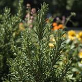 Common Rosemary Seeds, Culinary herbs, evergreen herb, medicinal herb, hardy herb