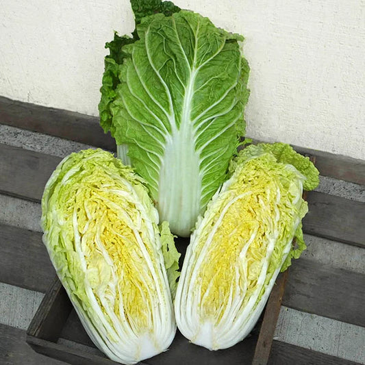 Cabbage , Napa China Star Treated Seeds,Crisp Cabbage, Easy Grow