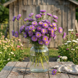Bonita LIght Blue Aster Seeds