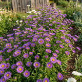 Bonita LIght Blue Aster Seeds
