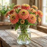 Queeny Lime Red Zinnia Untreated