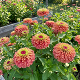 Queeny Lime Red Zinnia Untreated