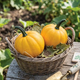 Goldilocks Squash Untreated Seeds, raised bed, fall harvester, roasted vegetables, baked vegetables
