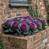 Condor Red Ornamental Kale Seeds