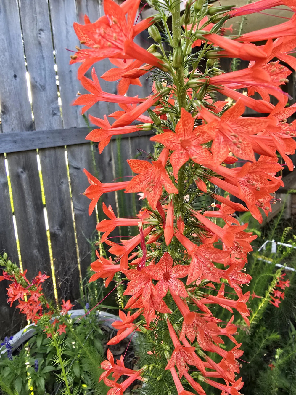 Standing Cypress Seeds, Drought tolerant, Continuous Bloomer, Perennial