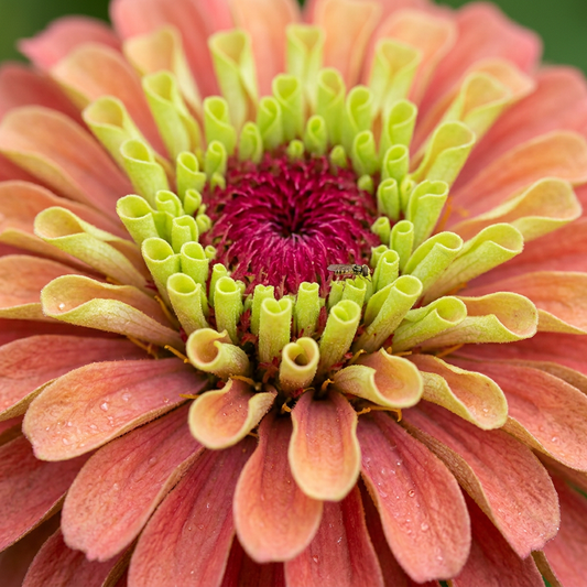 Queeny Lime Red Zinnia Untreated