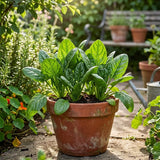 Amador Spinach Seeds, for salads, smoothies, cooking