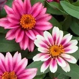 Belize Dbl Pink Bicolor Zinnia Seeds, Non-Stop Blooms, Pollinator Garden