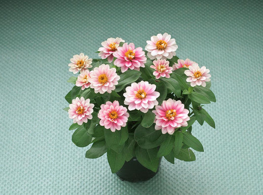 Belize Dbl Pink Bicolor Zinnia Seeds, Non-Stop Blooms, Pollinator Garden