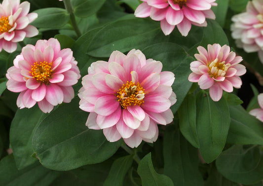 Belize Dbl Pink Bicolor Zinnia Seeds, Non-Stop Blooms, Pollinator Garden