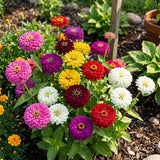 Benary's Giant Mix, Seeds Untreated