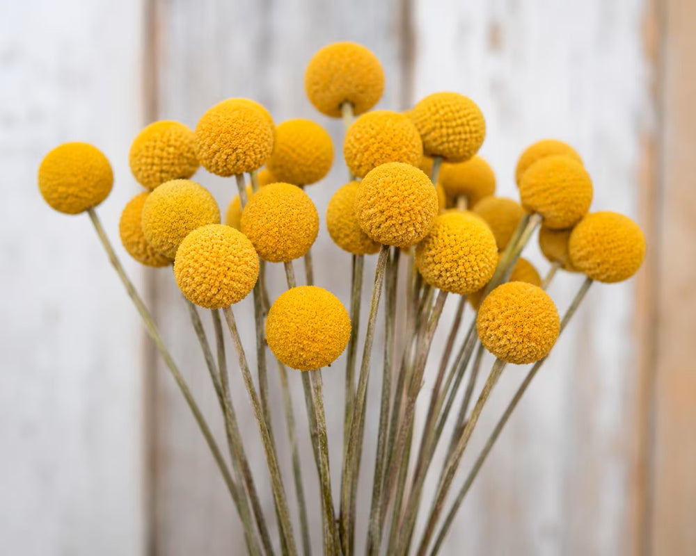 Craspedia Seeds, Billy Ball Seeds, Container-friendly Garden