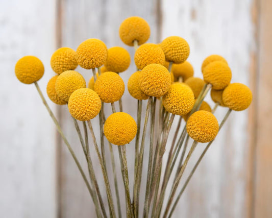 Craspedia Seeds, Billy Ball Seeds, Container-friendly Garden