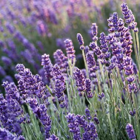 Blue Scent Lavender Seeds