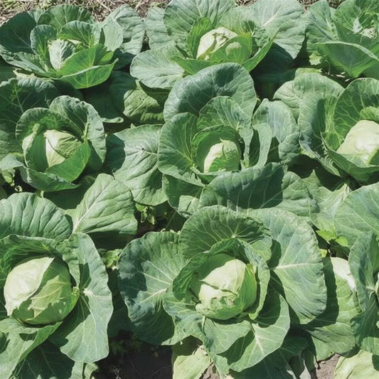 Cabbage Farao Organic Seeds