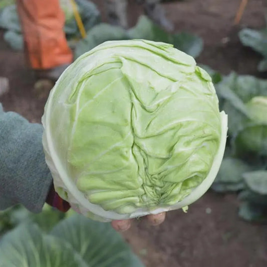 Cabbage Farao Organic Seeds