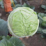 Cabbage Farao Organic Seeds