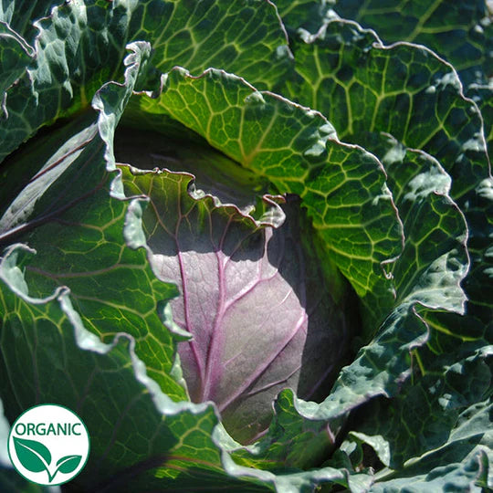 Cabbage Deadon Organic Seeds