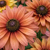 Caramel Mix Untreated Rudbeckia SEEDS,long blooming, attracts polinators,heat tolerant, bouquet flowers