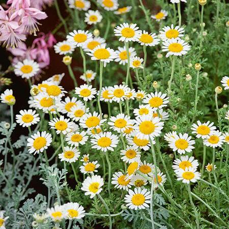 Chamomile Seeds, Flowers for Herbal Infusions and Beverages