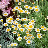 Chamomile Seeds, Flowers for Herbal Infusions and Beverages