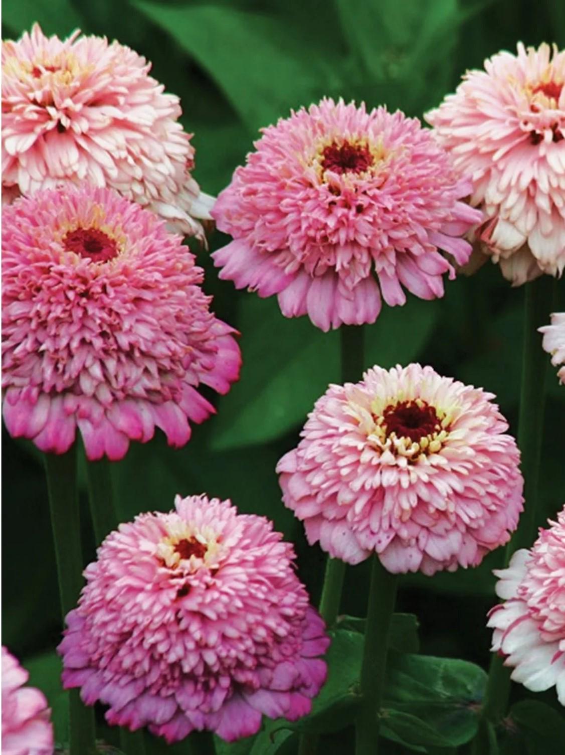 Zinnia Cupcakes Pink Cupcake SEEDS, Rare seeds, Continuous Blooms, Pink blooms