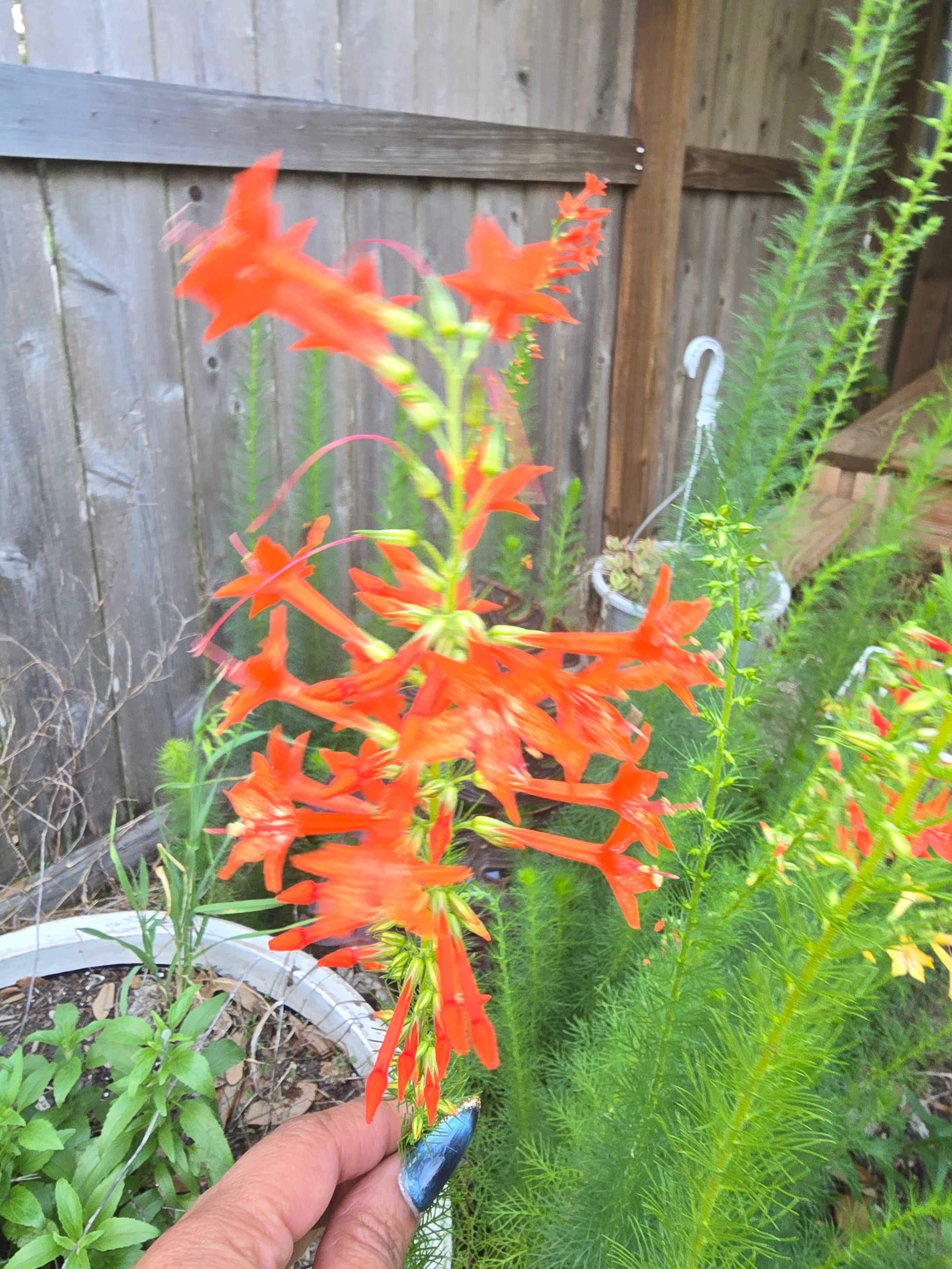 Standing Cypress Seeds