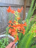 Standing Cypress Seeds