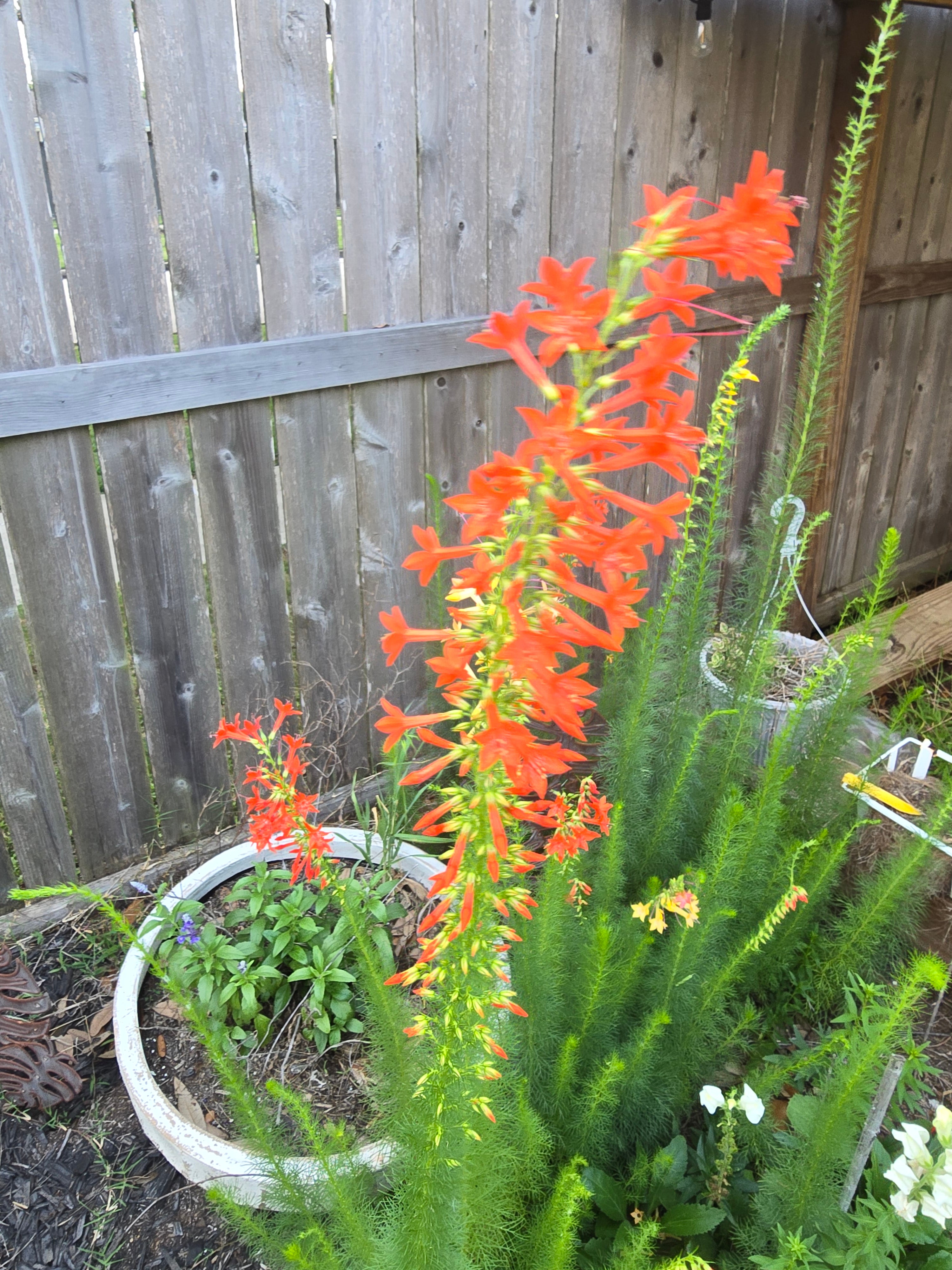 Standing Cypress Seeds