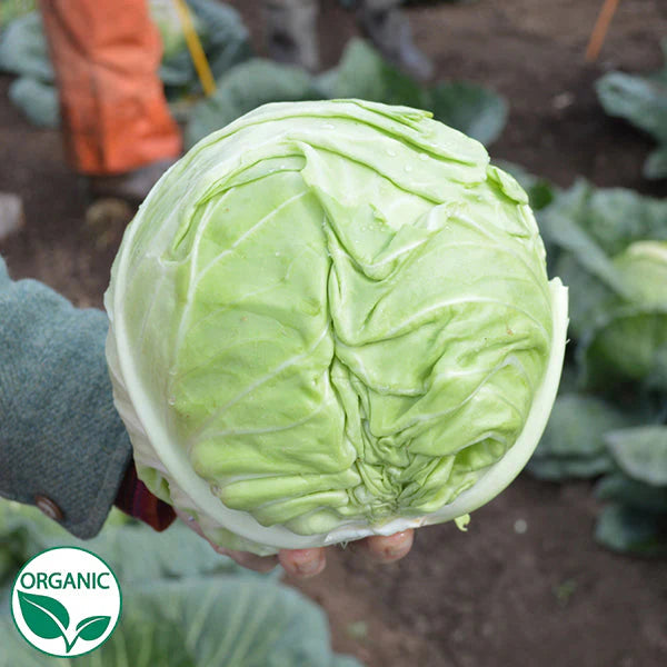 Organic Farao Cabbage Seeds