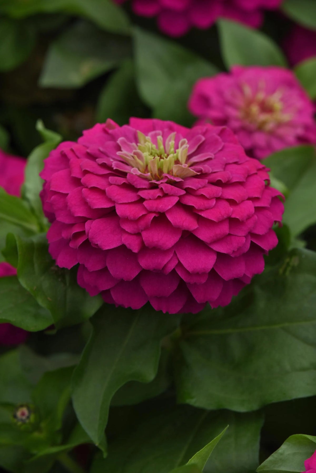 Zesty Fuchsia Zinnia seeds