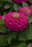 Zesty Fuchsia Zinnia seeds