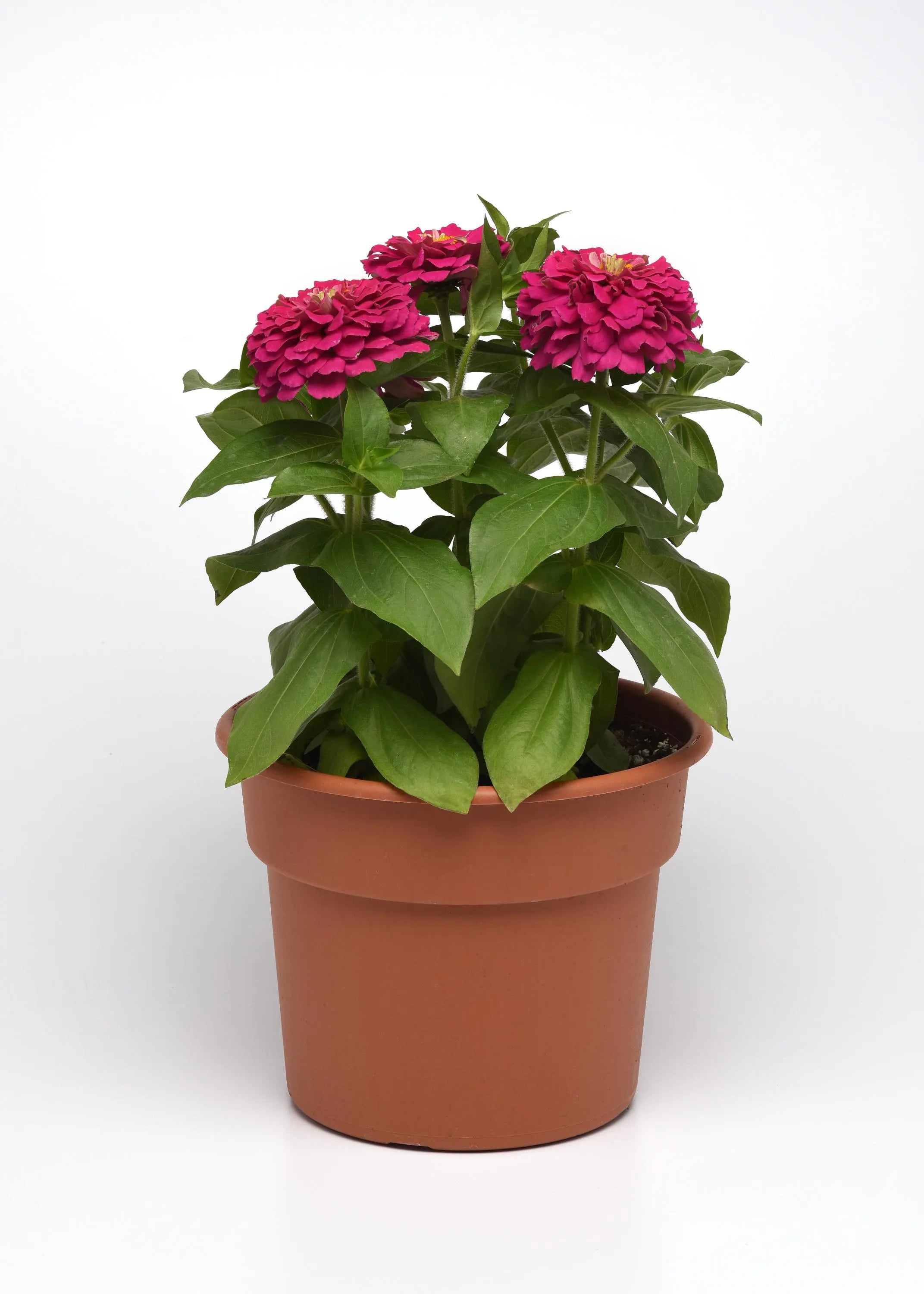 Zesty Fuchsia Zinnia seeds