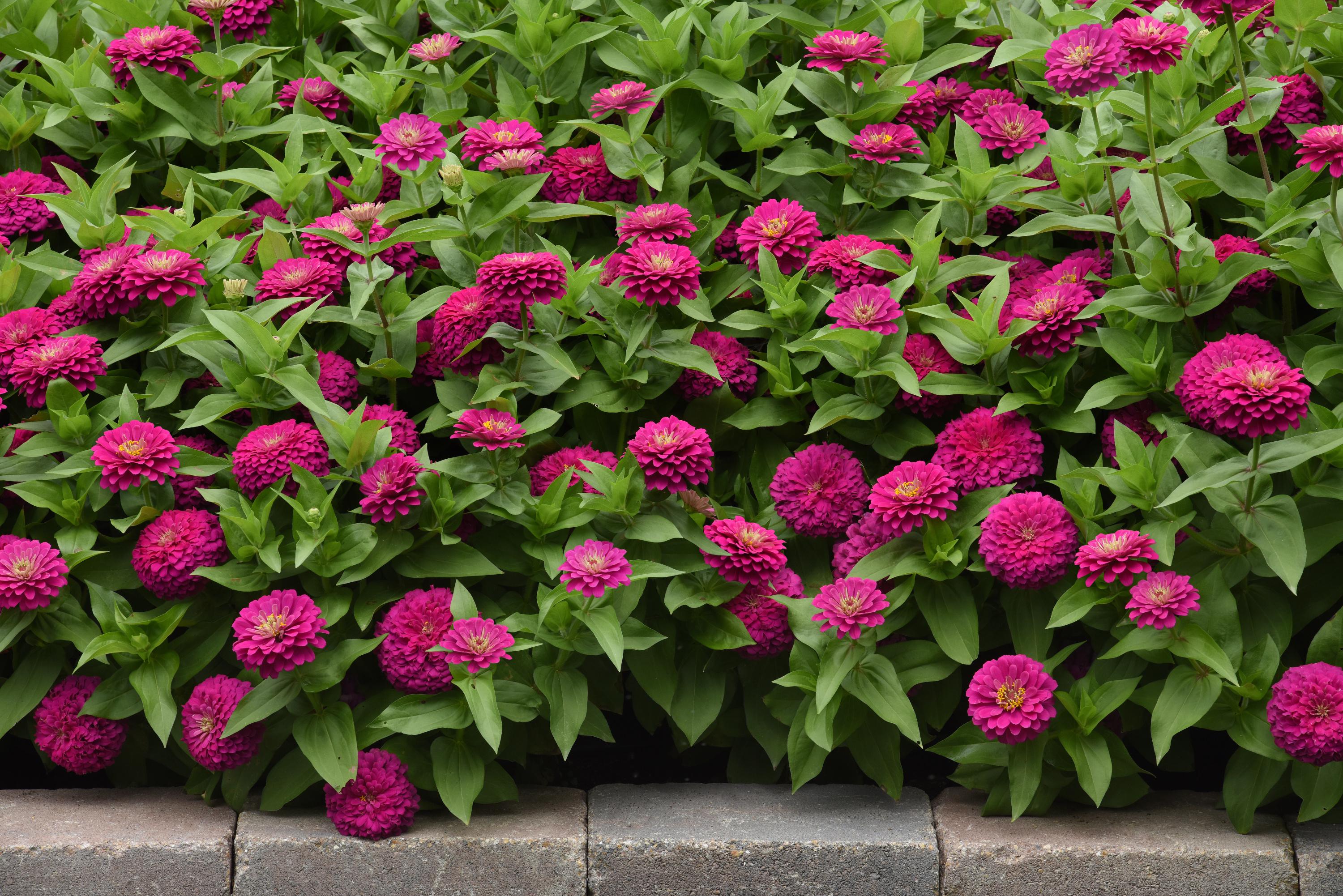 Zesty Fuchsia Zinnia seeds