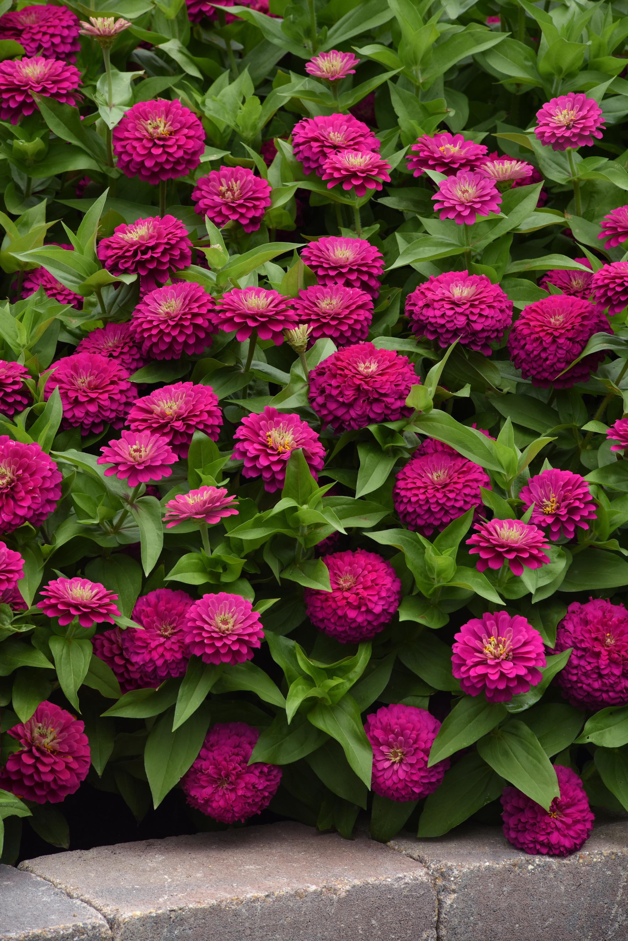 Zesty Fuchsia Zinnia seeds