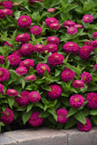Zesty Fuchsia Zinnia seeds