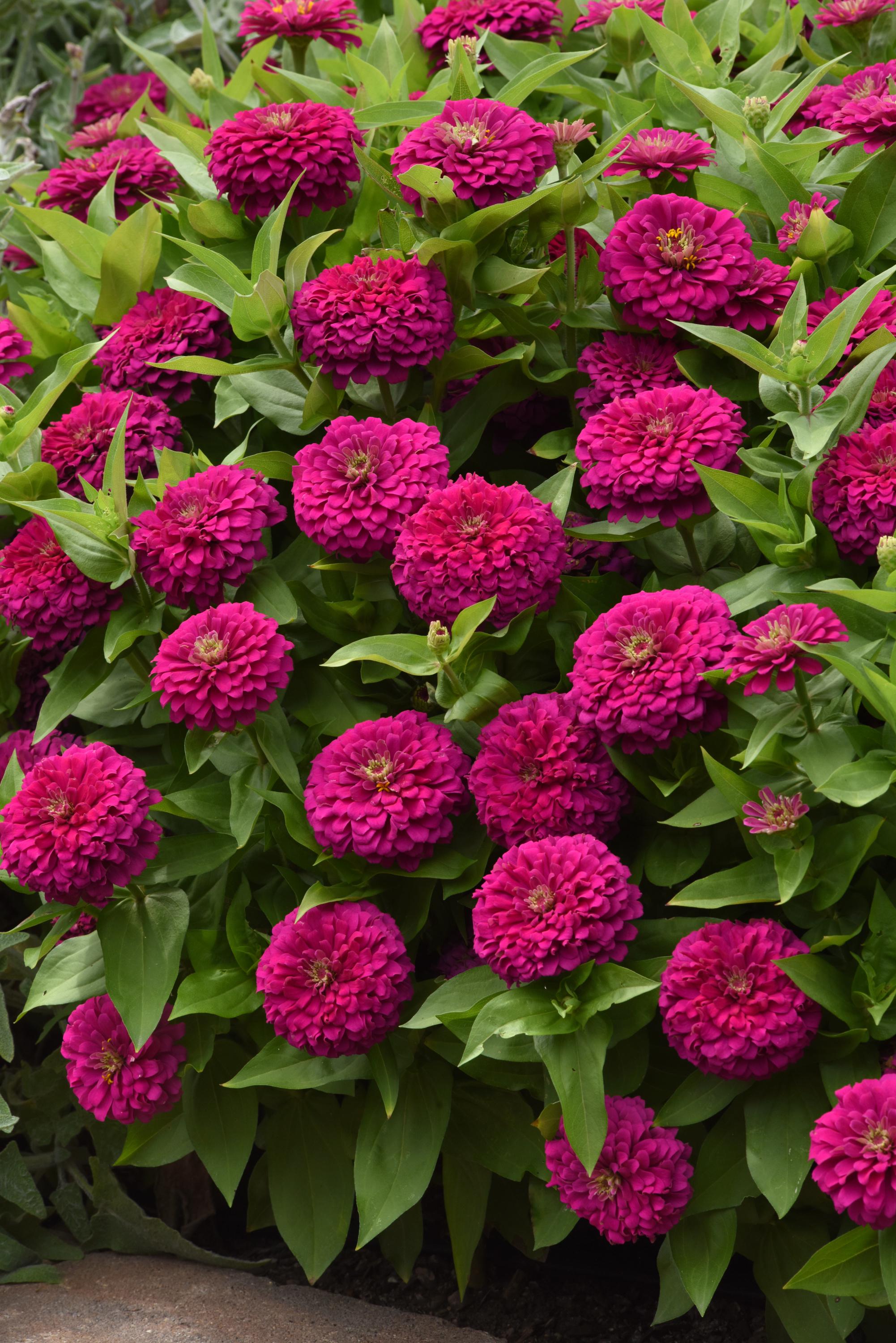 Zesty Fuchsia Zinnia seeds