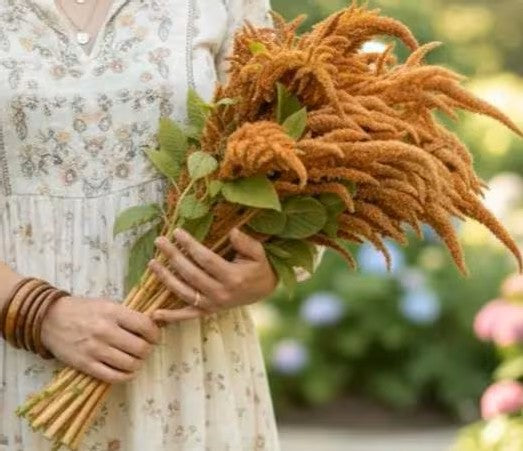 Hot Biscuits Amanranthus Seeds, Bridal flowers, wreath flowers, pollinator friendly