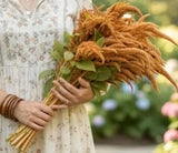 Hot Biscuits Amanranthus Seeds, Bridal flowers, wreath flowers, pollinator friendly