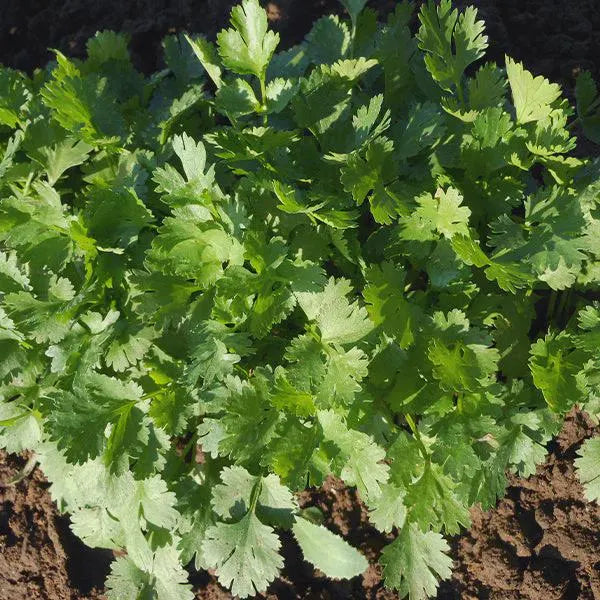 Santo Untreated Cilantro Seeds