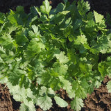 Santo Untreated Cilantro Seeds