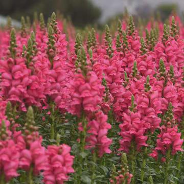Potomac Dark Pink Untreated Snapdragon Seeds