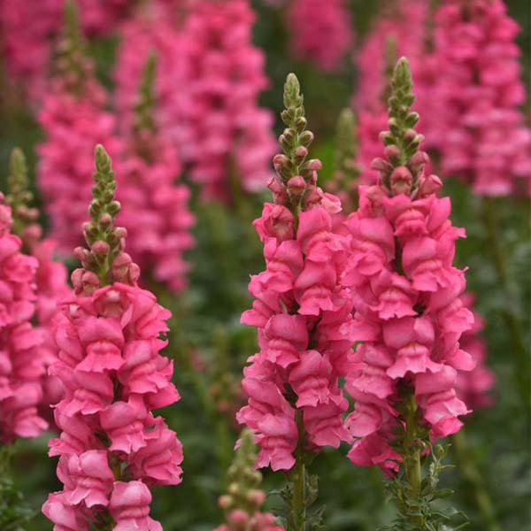 Potomac Dark Pink Untreated Snapdragon Seeds
