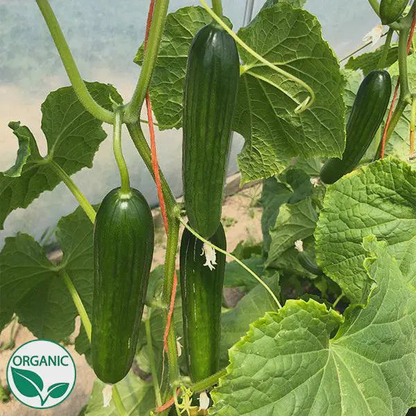 Cucumber Persian Manny Organic Seeds
