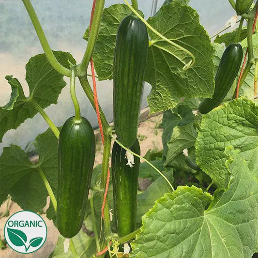 Cucumber, Persian SEEDS, Manny Organic