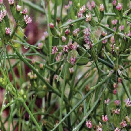 Common Cumin Seeds, Rich in antioxidant